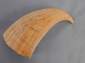 RAW WHALE TOOTHRaw whale tooth