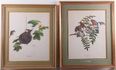 RAY HARM FRAMED WILDLIFE ART P