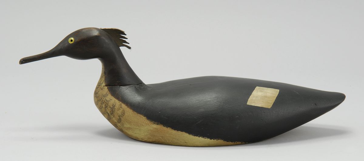 RED-BREASTED MERGANSER HEN