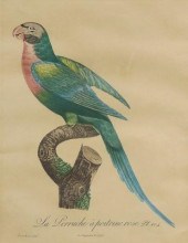 RED-BREASTED PARAKEET ENGRAVIN