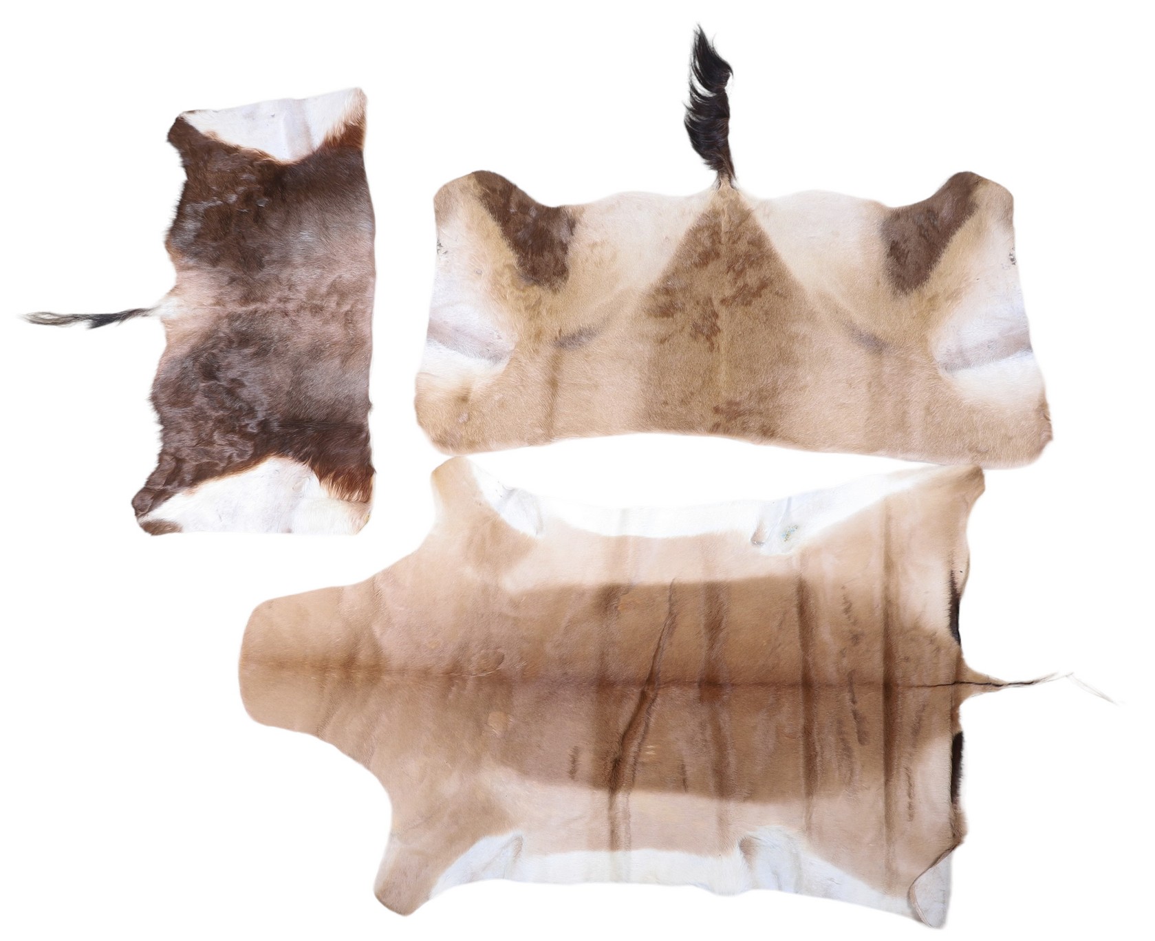 Red Hartebeest buckskin, tan, 50" x