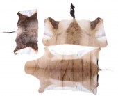 Red Hartebeest buckskin, tan,