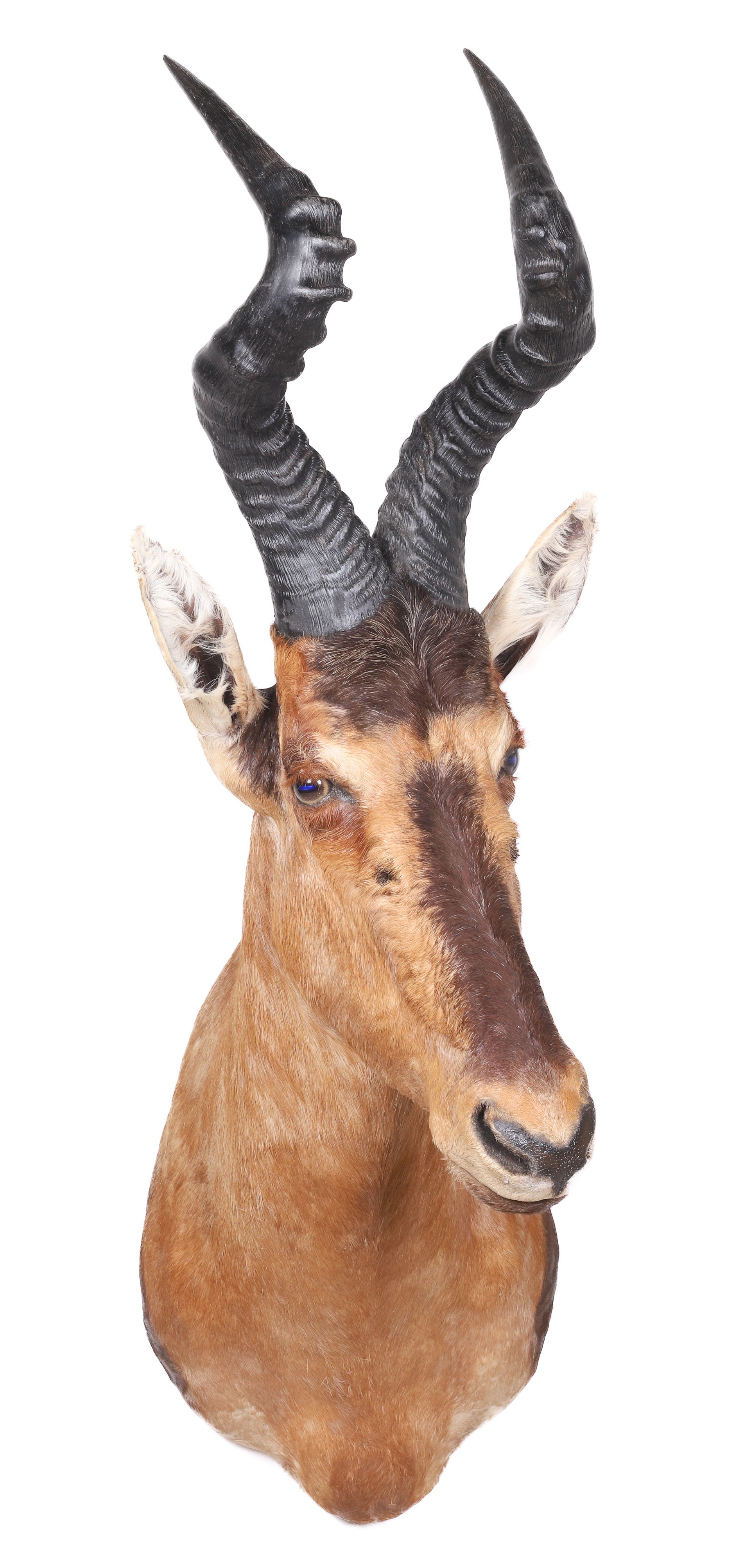 Red Hartebeest shoulder mount,