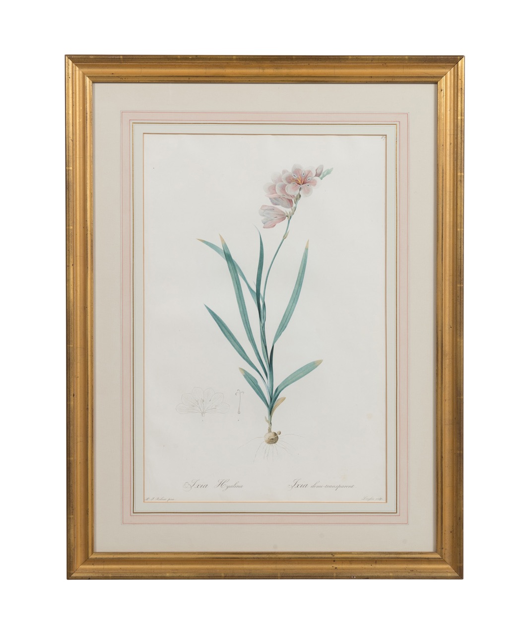 REDOUTE FLORAL ENGRAVING, PLATE 87,