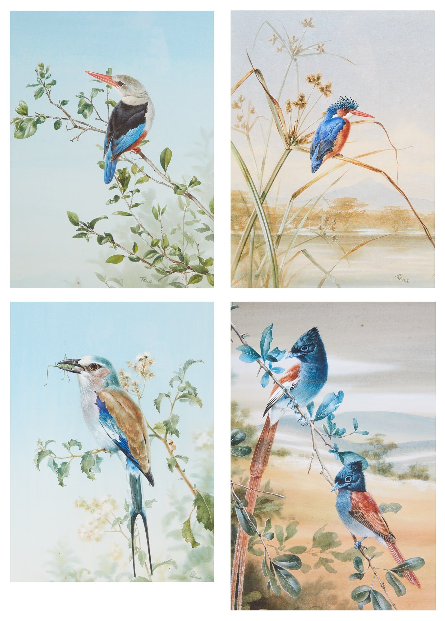 RENA FENNESSY, WATERCOLORS