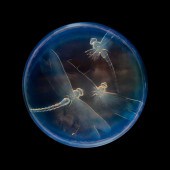 RENé LALIQUE (FRENCH 1860-1945