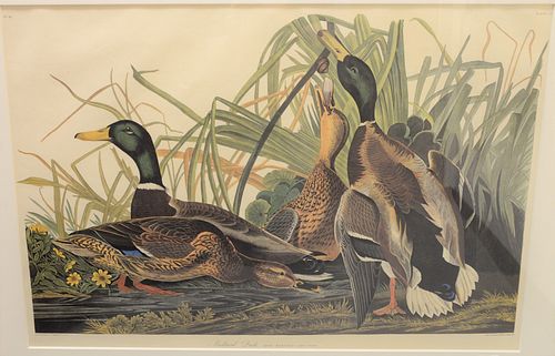 REPRODUCTION AFTER JOHN JAMES