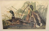REPRODUCTION AFTER JOHN JAMES
