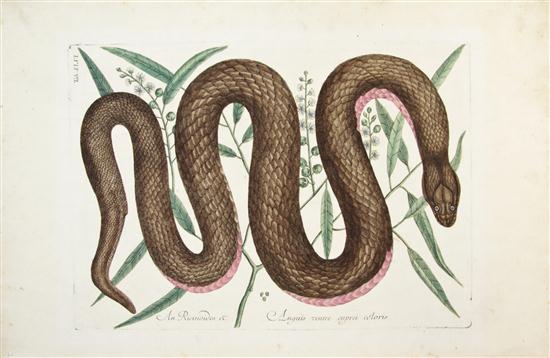 (REPTILES) CATESBY MARC; JOSEPH