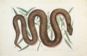 (REPTILES) CATESBY MARC; JOSEP