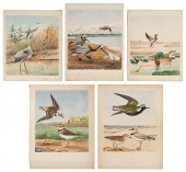 REX BRASHER (CONNECTICUT, 1869