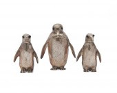 RICHARD COMYNS SILVER THREE PI