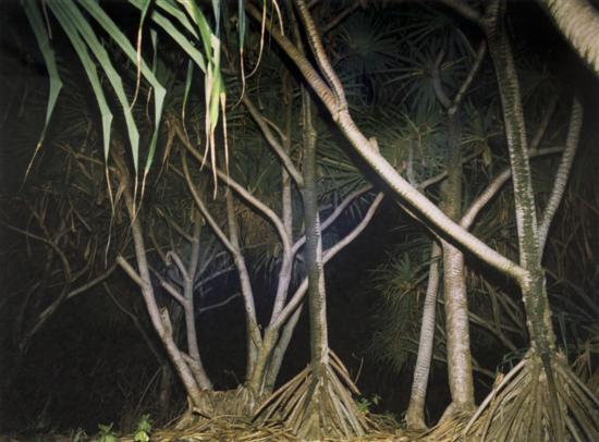 *Richard Misrach (American b. 1949)