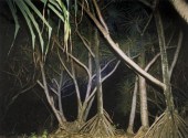 *Richard Misrach (American b.