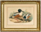 Richter duck lithograph, Spatu
