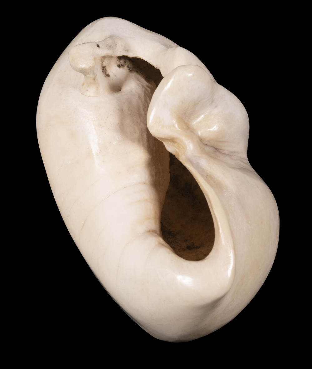 RIGHT WHALE COCHLEAR BONE The
