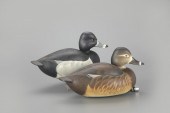 RING-NECKED PAIRBen A. Heinema