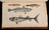 RISSO, ANTOINE ICHTHYOLOGIE DE
