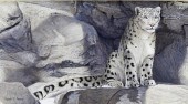 ROBERT E. PEASE SNOW LEOPARD P