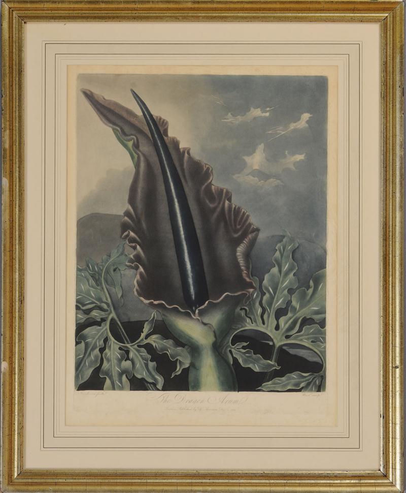 ROBERT JOHN THORNTON (1768-1837):