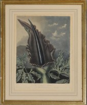 ROBERT JOHN THORNTON (1768-183