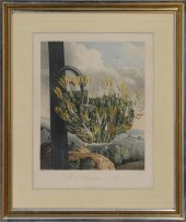 ROBERT JOHN THORNTON (1768-183