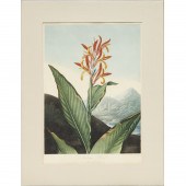 ROBERT THORNTON, HAND-COLORED