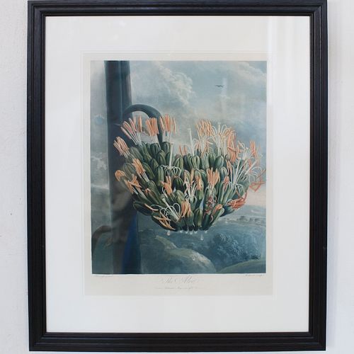 ROBERT THORNTON "THE ALOE" COLOR