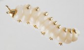 ROBERT WANDER CATERPILLAR PIN