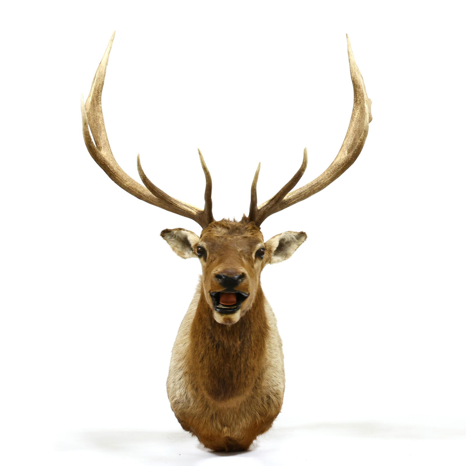 ROCKY MOUNTAIN ELK SHOULDER MOUNT