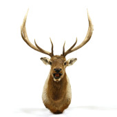 ROCKY MOUNTAIN ELK SHOULDER MO