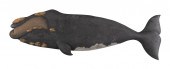 ROGER MITCHELL CARVED AND PAIN