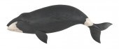 ROGER MITCHELL CARVED WOODEN B