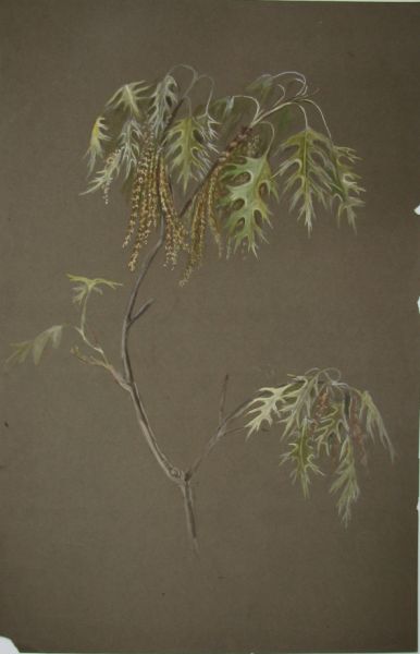 Rookwood Artist Mary Virginia