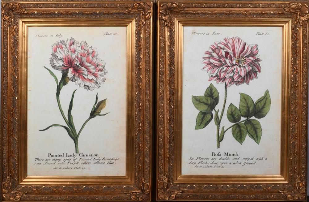 ROSA MUNDI AND PAINTED LADY