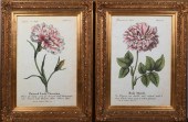 ROSA MUNDI AND PAINTED LADY CA