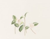 Rosalyn Gale Powell (1929-2007