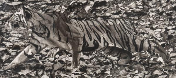 ROX CORBETT (BORN 1956) CHARCOAL ON
