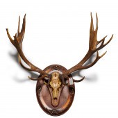 ROYAL HUNT STAG SKULL & 19-POI