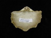 Royal Worcester Porcelain Salt