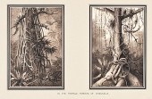 Rudolf Cronau In the Tropical