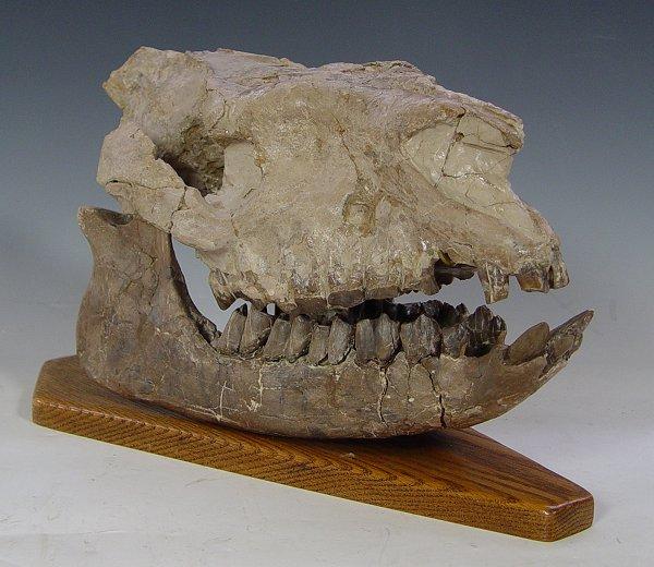 RUNNING RHINOCEROS HYRACODON
