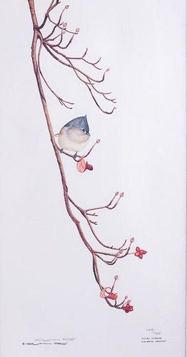 RUTH RAY "TUFTED TITMOUSE"