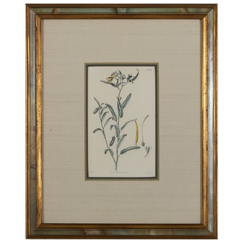 S. CURTIS, PUBLISHER: BOTANICALS: