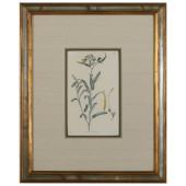 S. CURTIS, PUBLISHER: BOTANICA