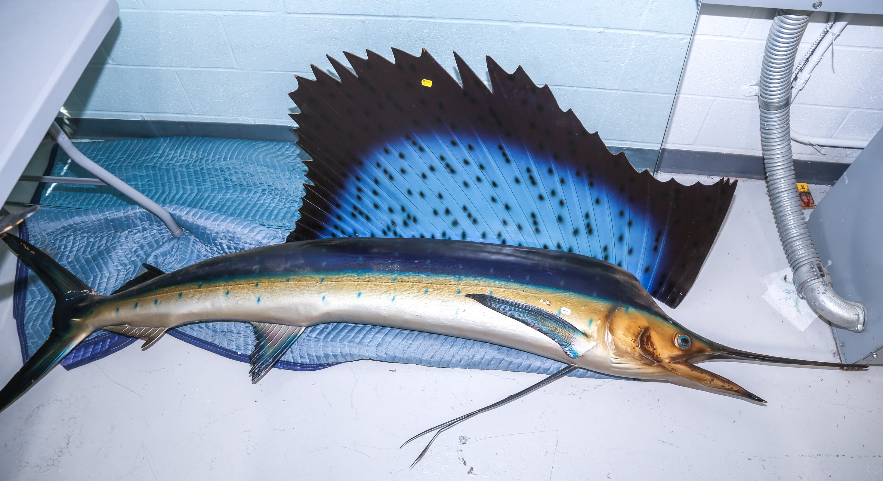 SAIL FISH WALL MOUNT .