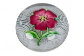 SAINT LOUIS PINK PELARGONIUM P