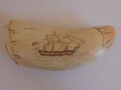 SALEM SHIP WHALE TOOTHScrimsha
