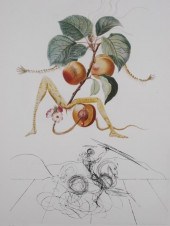 SALVADOR DALI, APRICOT, LES FR