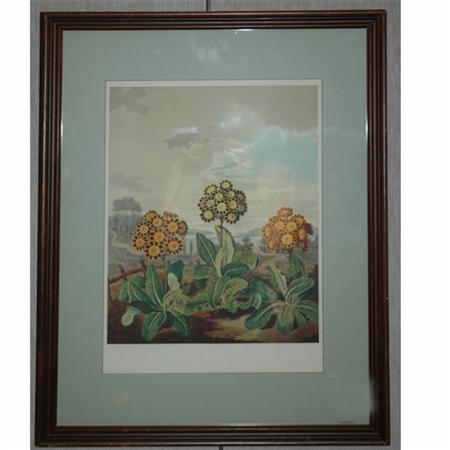 Samuel Curtis THREE AURICULAS Color